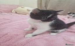 Mixed Breed cats for sale: Adorable Britishshorthair🐾 mixed looking for 🏠 - Advert 6