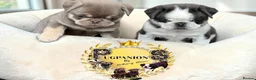 Pug dogs for sale: Kc pug puppies from a 5 star licensed breeder  - Advert 19