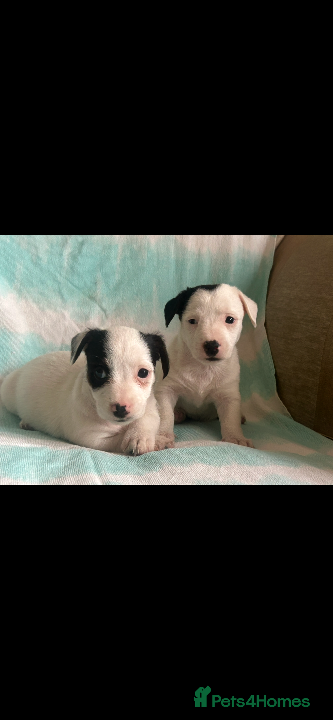 Jack Russell dogs for sale: Miniature Jack Russell - Image 5