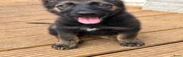 German Shepherd dogs for sale: Working Line GSD × Belgian Puppies – Ready Now - Advert 15