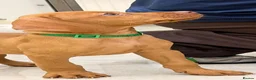 Hungarian Vizsla dogs for sale: The Golden Hearted Guardians Chapter🥈 - Advert 6