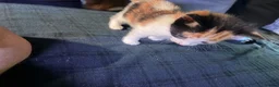 Domestic Shorthair cats for sale: 2 baby tortioushell kittens left - Advert 13