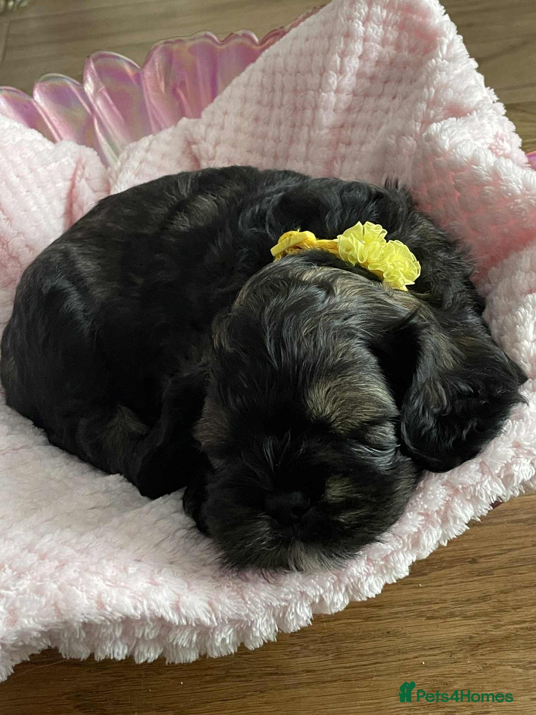 Mixed Breed dogs for sale: Three beautiful males looking for loving homes - Image 9