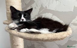 British Longhair cats for sale: Beautiful loving lap cat - Image 1