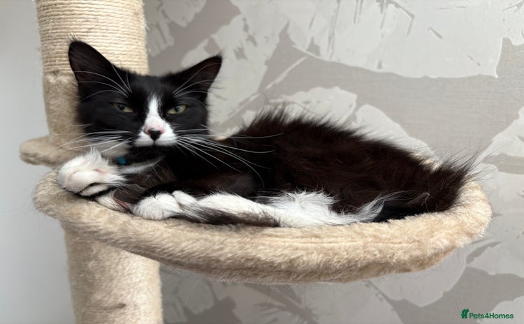 British Longhair cats - Advert 1