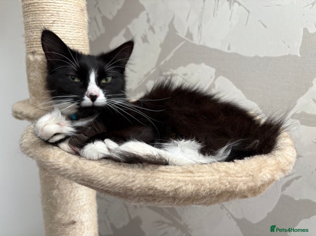 British Longhair cats - Advert 12