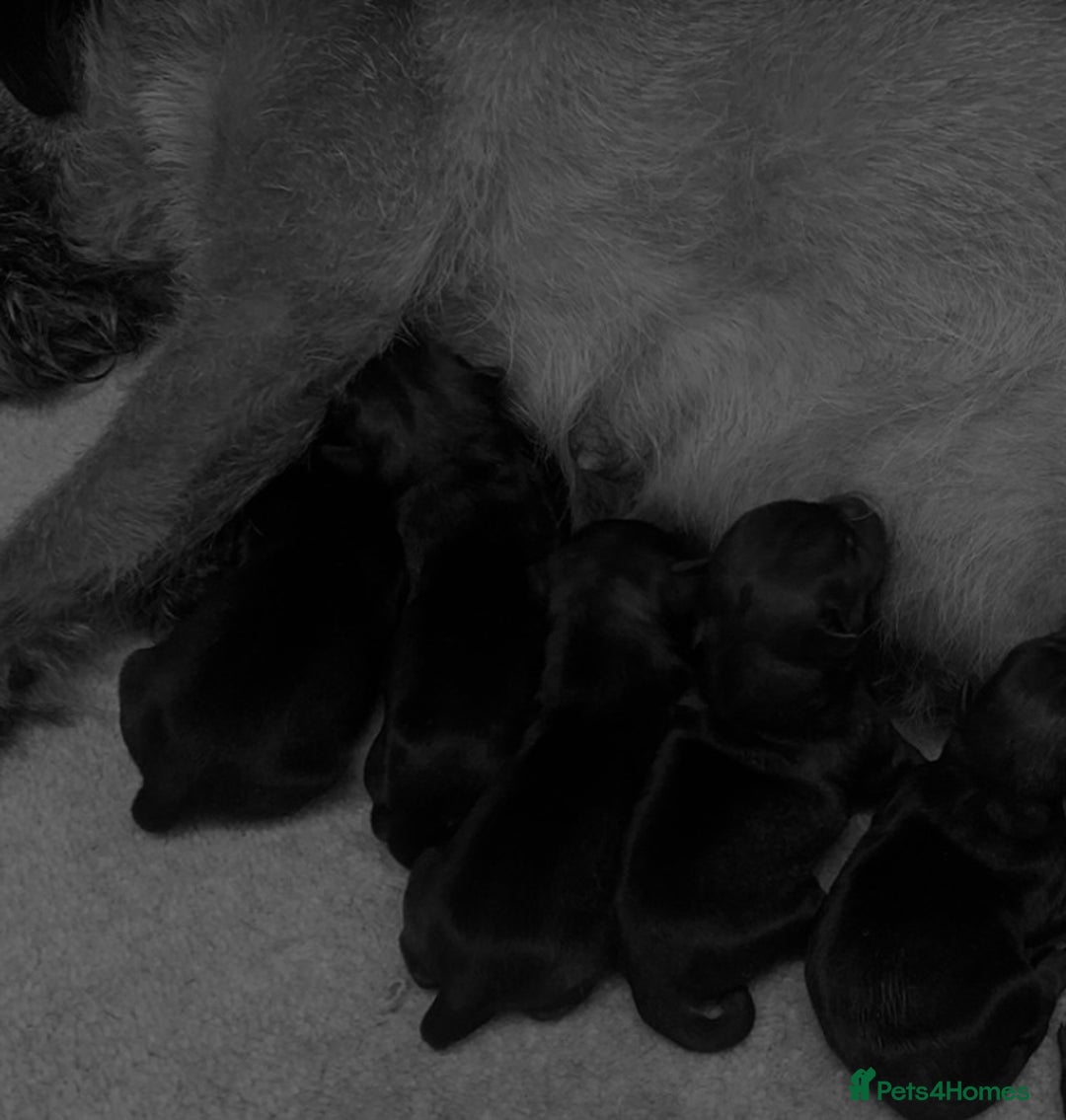 Border Terrier dogs for sale: border pups for sale boys and girls - Image 2