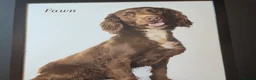 Mixed Breed dogs for sale: Beautiful Sproodle Puppies - Advert 3