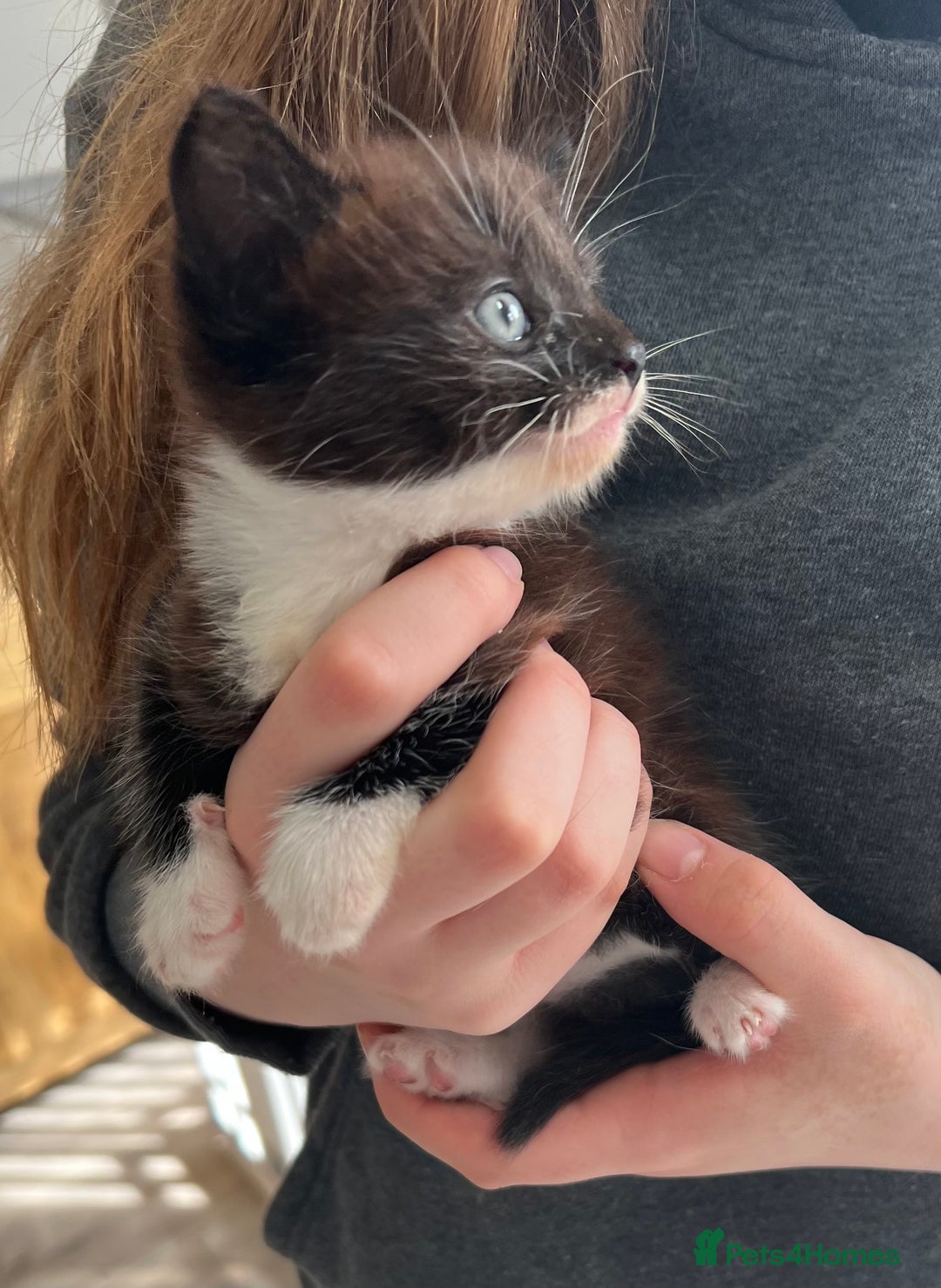 British Shorthair cats for sale: Kittens - Image 17
