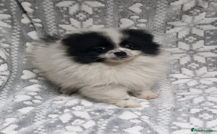 Pomeranian dogs REDUCED - Stunning Boy Pomerainian  - Advert 1