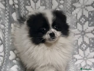 Pomeranian dogs REDUCED - Stunning Boy Pomerainian - Advert 10