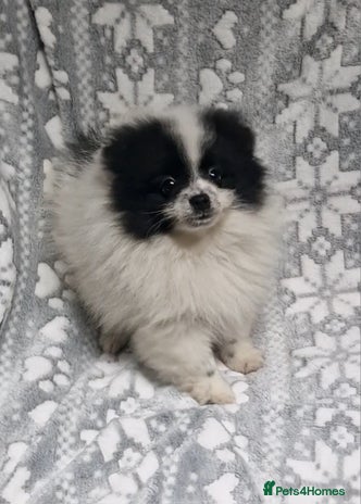 Pomeranian dogs REDUCED - Stunning Boy Pomerainian - Advert 1