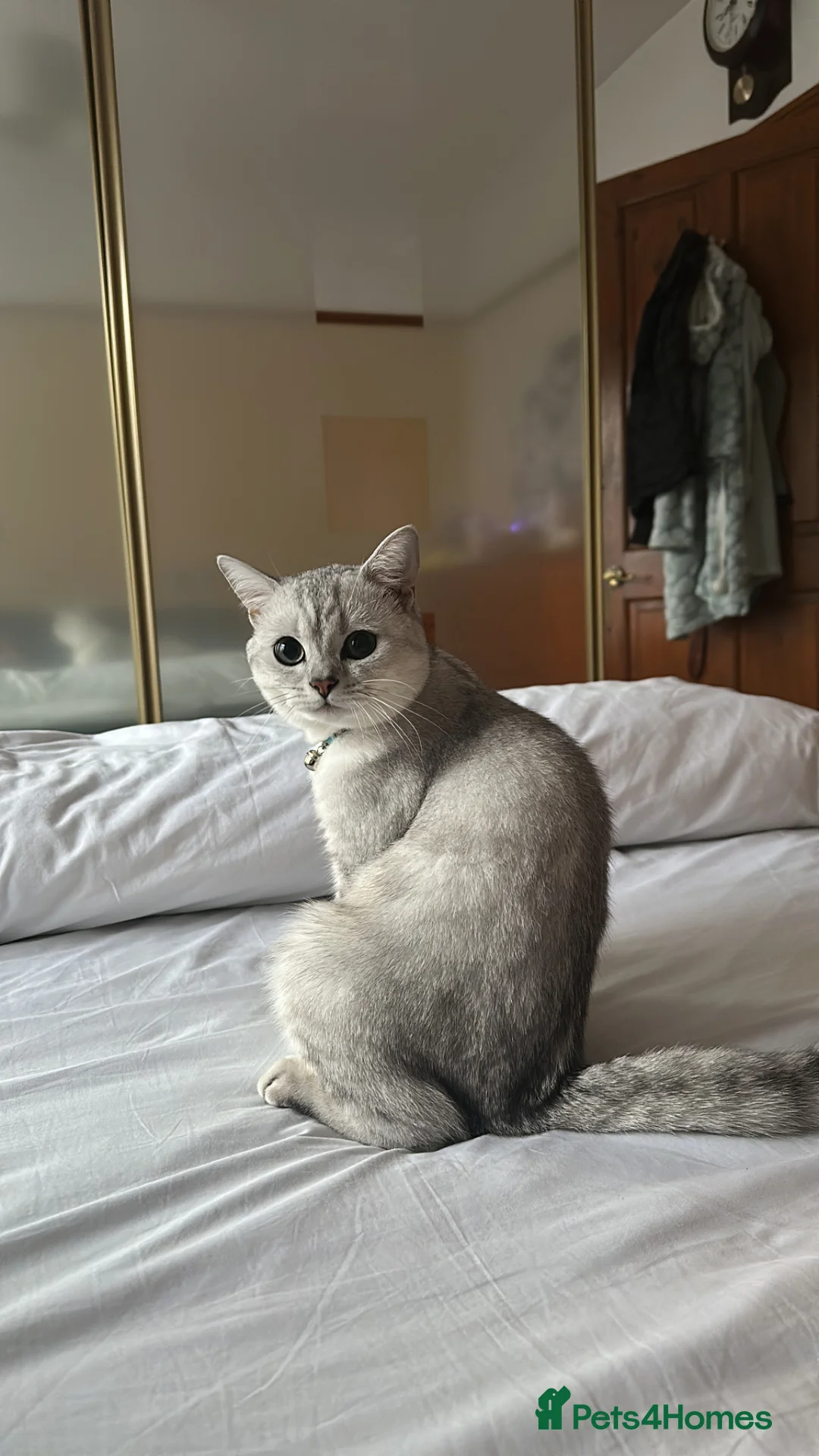 British Shorthair cats for stud: Handsome Teddy Male Cat Available for Stud - Advert 5