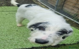 Mixed Breed dogs for adoption: Laura -In Ayr Looking for a home  - Image 4