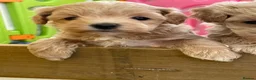 Maltipoo dogs for sale: Adorable Maltipoo Boys  - Advert 11