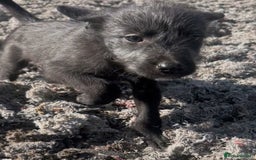 Mixed Breed dogs for sale: Bedlington/whippet Lurcher puppies - Image 14