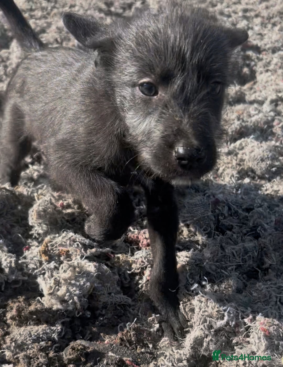 Mixed Breed dogs for sale: Bedlington/whippet Lurcher puppies - Image 14