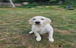 Golden Retriever dogs for sale: Sweet 🧡 Loving Golden Retriever Needs New Home - Image 3