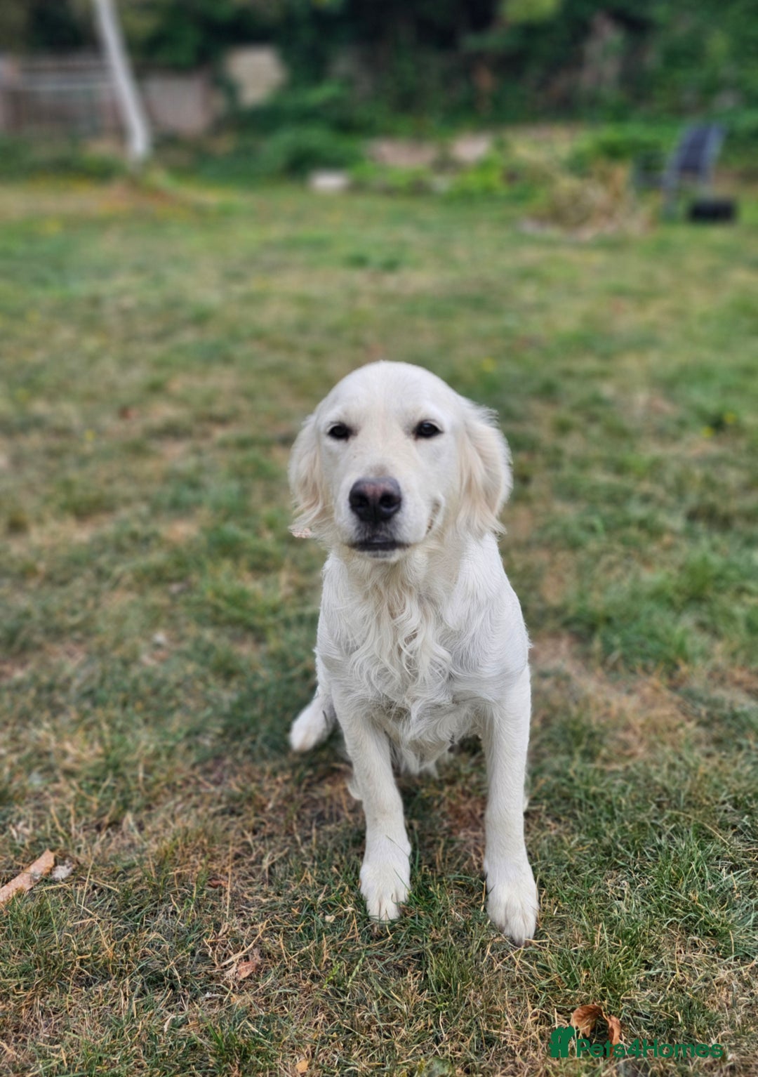 Golden Retriever dogs for sale: Sweet 🧡 Loving Golden Retriever Needs New Home - Image 3