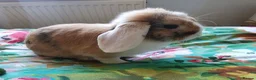 Mini Lop rabbits for sale: Friendly gorgeous young male Mini Lop boy rabbit in Loughborough - Advert 2