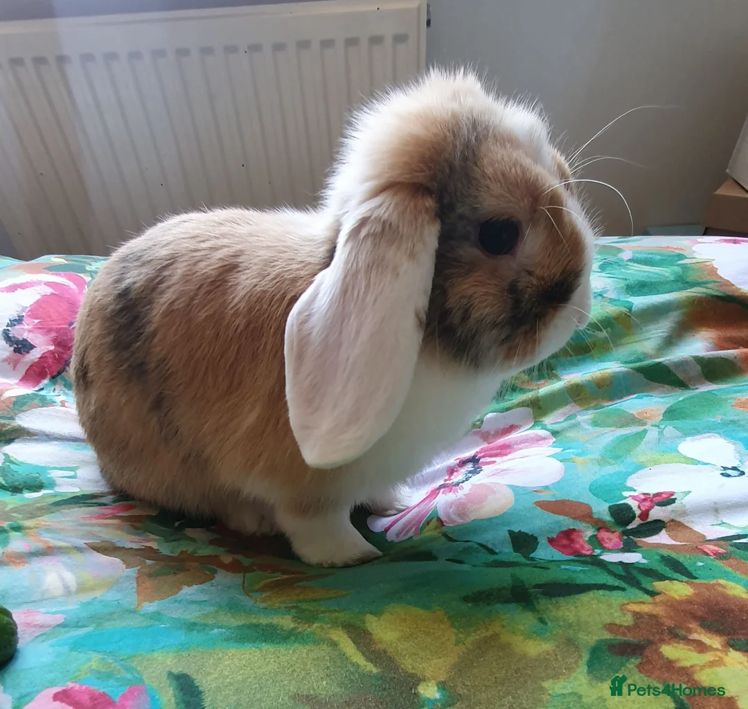 Mini Lop rabbits for sale: Friendly gorgeous young male Mini Lop boy rabbit in Loughborough - Advert 2