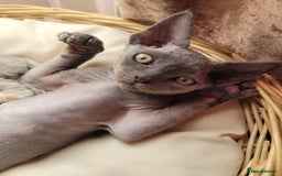 Devon Rex cats for sale: Beautiful GCCF Devon Rex kittens - Image 8