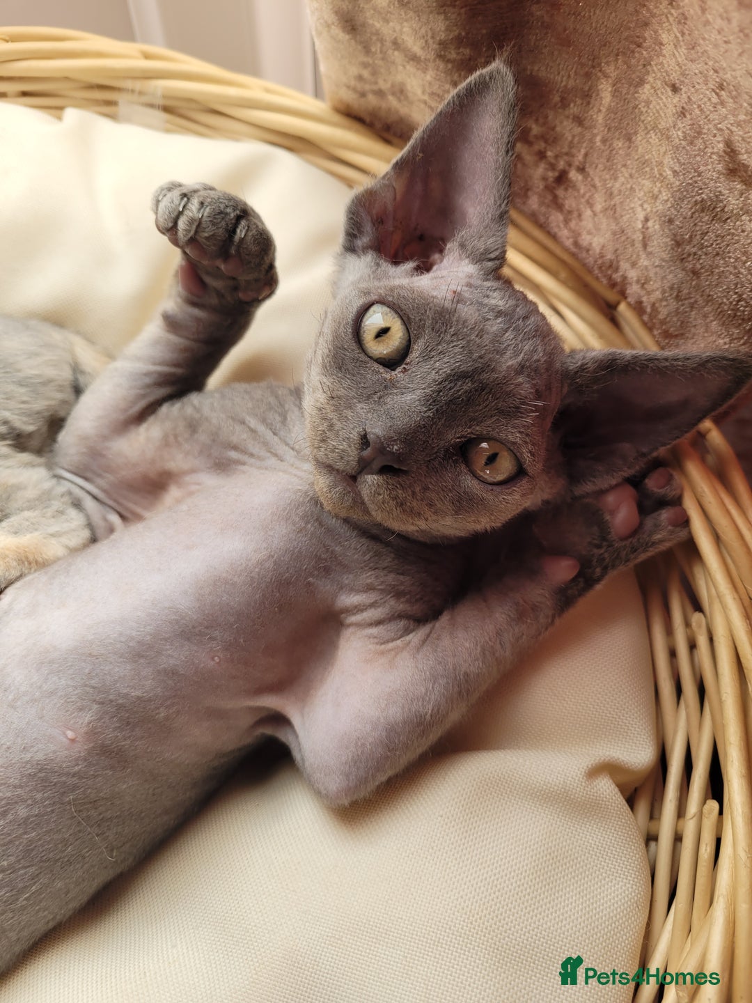Devon Rex cats for sale: Beautiful GCCF Devon Rex kittens - Image 8