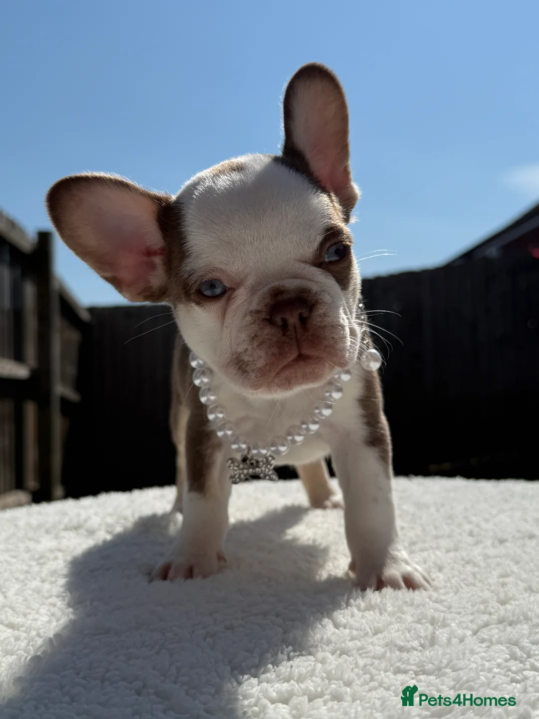 French Bulldog dogs for sale: Hikema X Cheeko (French bulldogs) - Advert 12