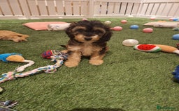 Cockapoo dogs for sale: 🐾STUNNING F1 COCKERPOOS HEALTH TESTED PARENTS 🐾 - Image 10