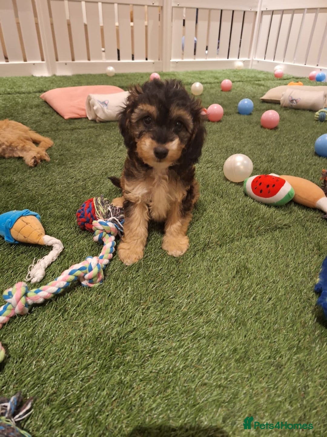 Cockapoo dogs for sale: 🐾STUNNING F1 COCKERPOOS HEALTH TESTED PARENTS 🐾 - Image 10