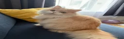 British Longhair cats for sale: Outstanding British Longhair kitten  in Brighton - Advert 5