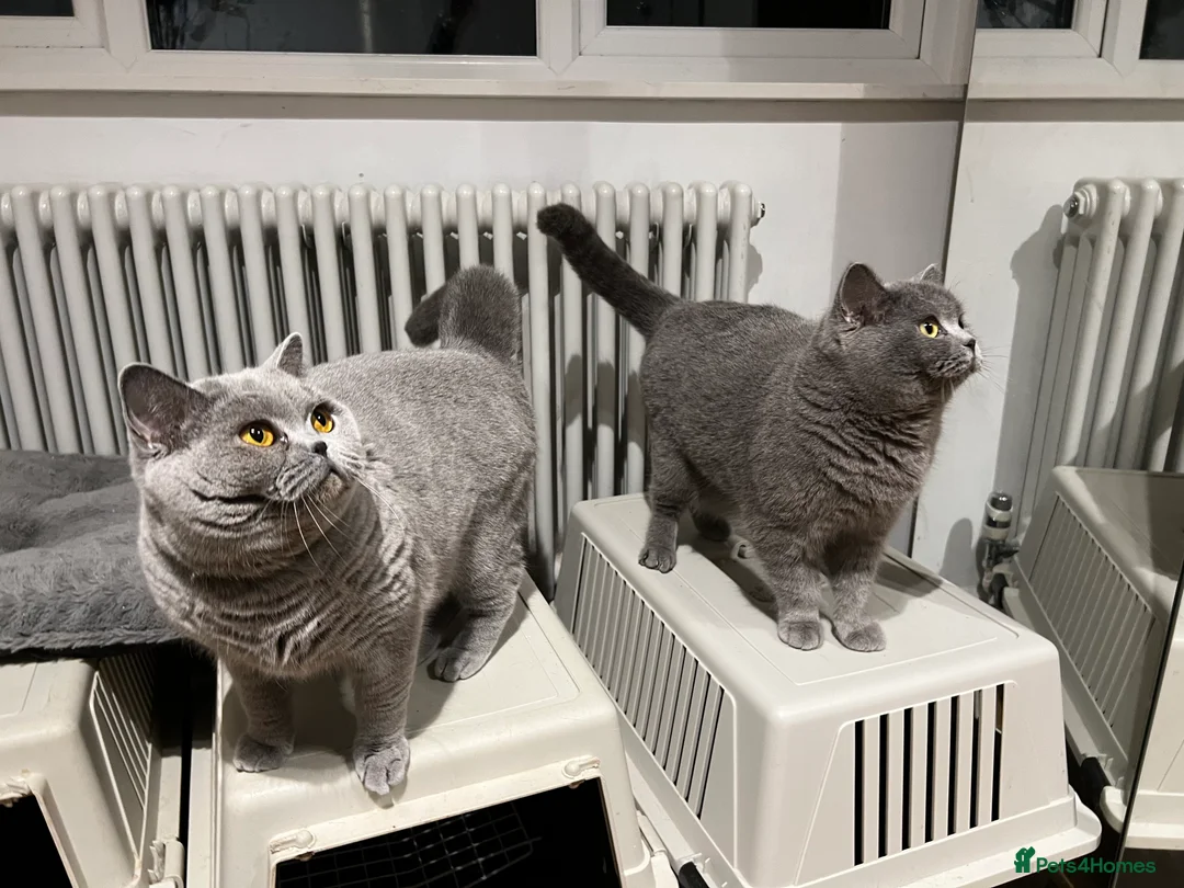 British Shorthair cats for sale: 2 Female British shorthair GCCF Active Status 🌸 in London - Advert 6