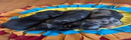 Dachshund dogs for sale: BEAUTIFUL MINI DACHSHUNDS PRA CLEAR & KC REG - Advert 7