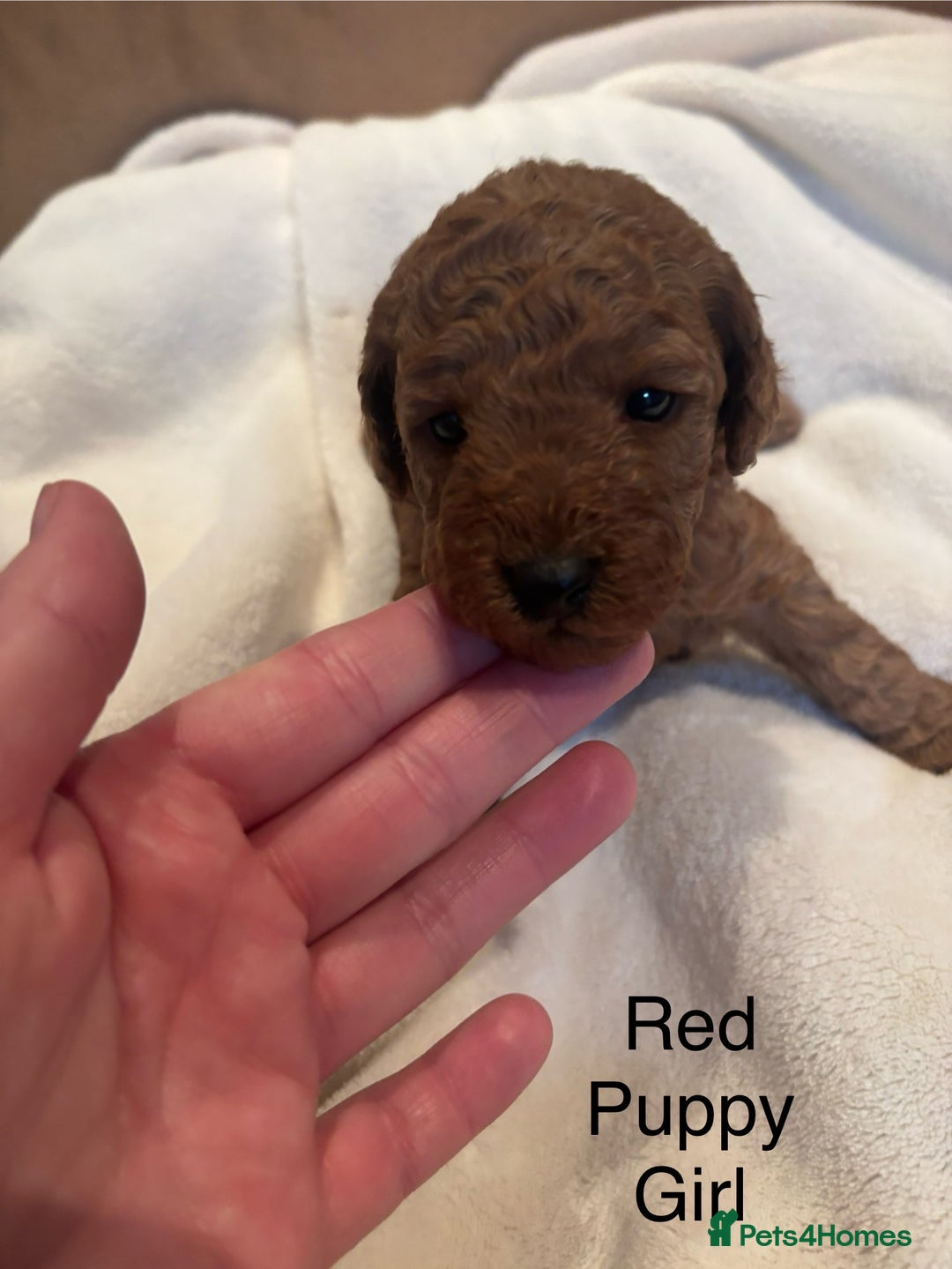 Miniature Poodle dogs for sale: KC Registered red miniature poodles  - Advert 22