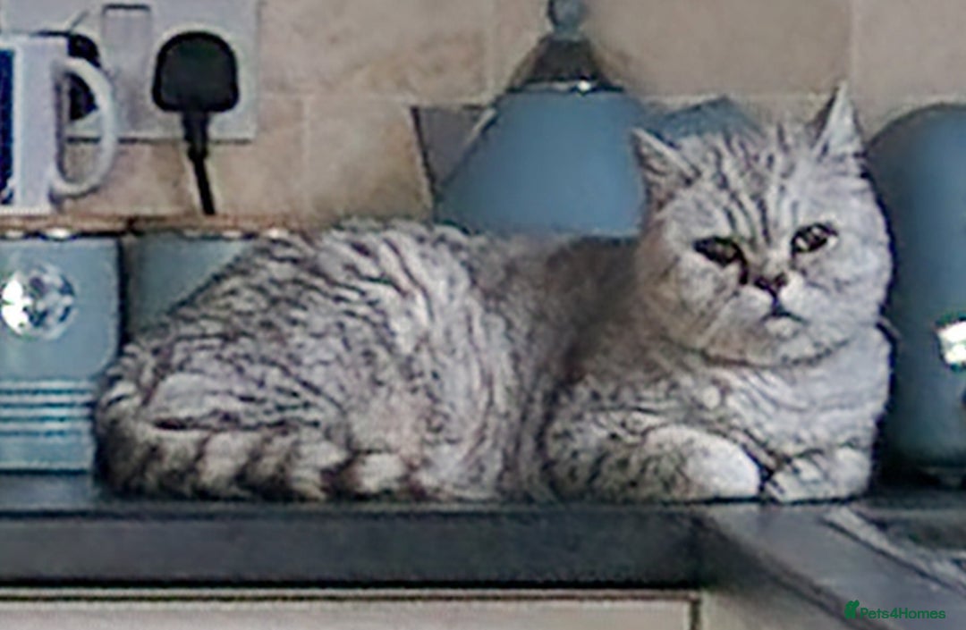 British Shorthair cats for sale: Beautiful female British Shorthair - Image 3