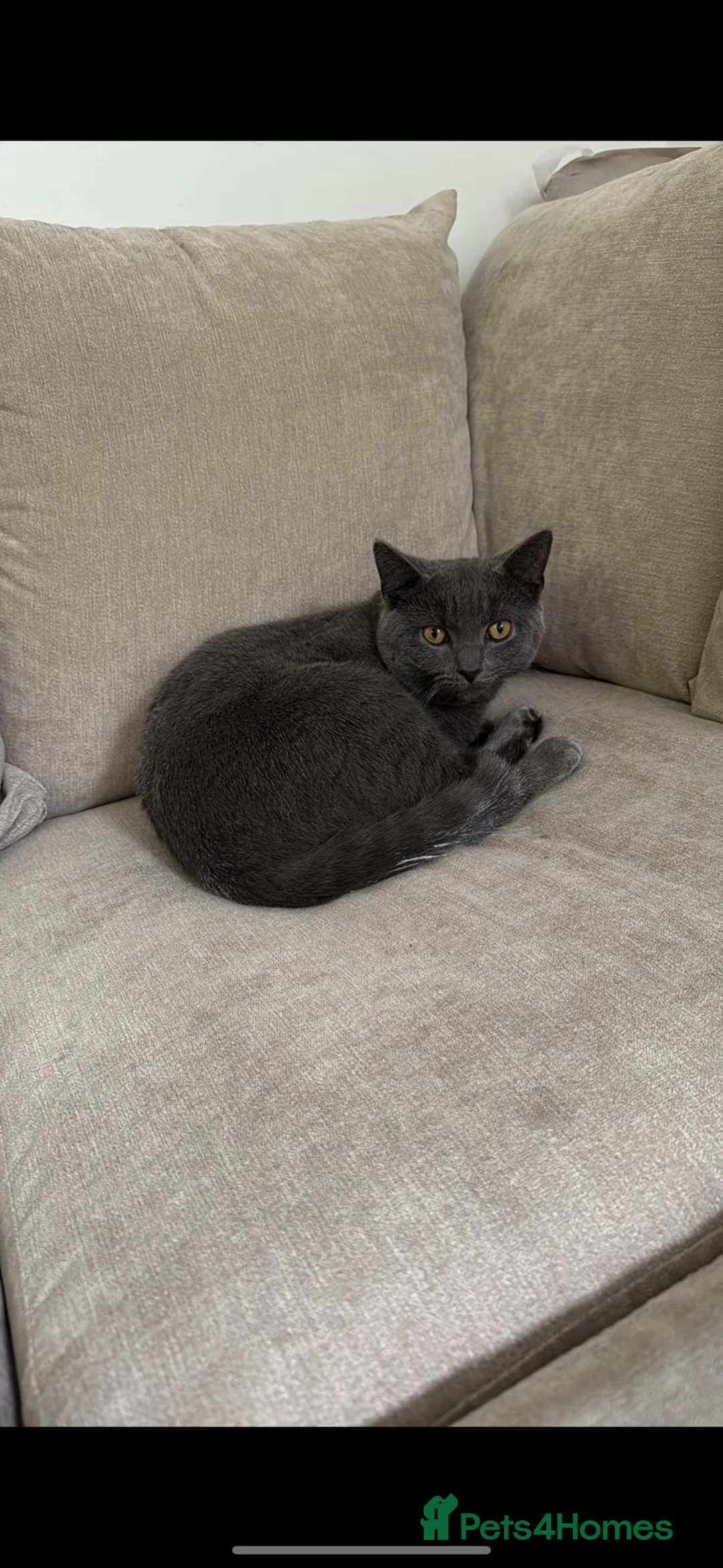 British Shorthair cats for sale: Male Blue cat - Advert 4