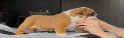 English Bulldog dogs for sale: MULTI CH sired english bulldog puppies in Watford - Advert 4