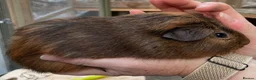Guinea Pig rodents for sale: Lovely baby guinea pigs  - Advert 12
