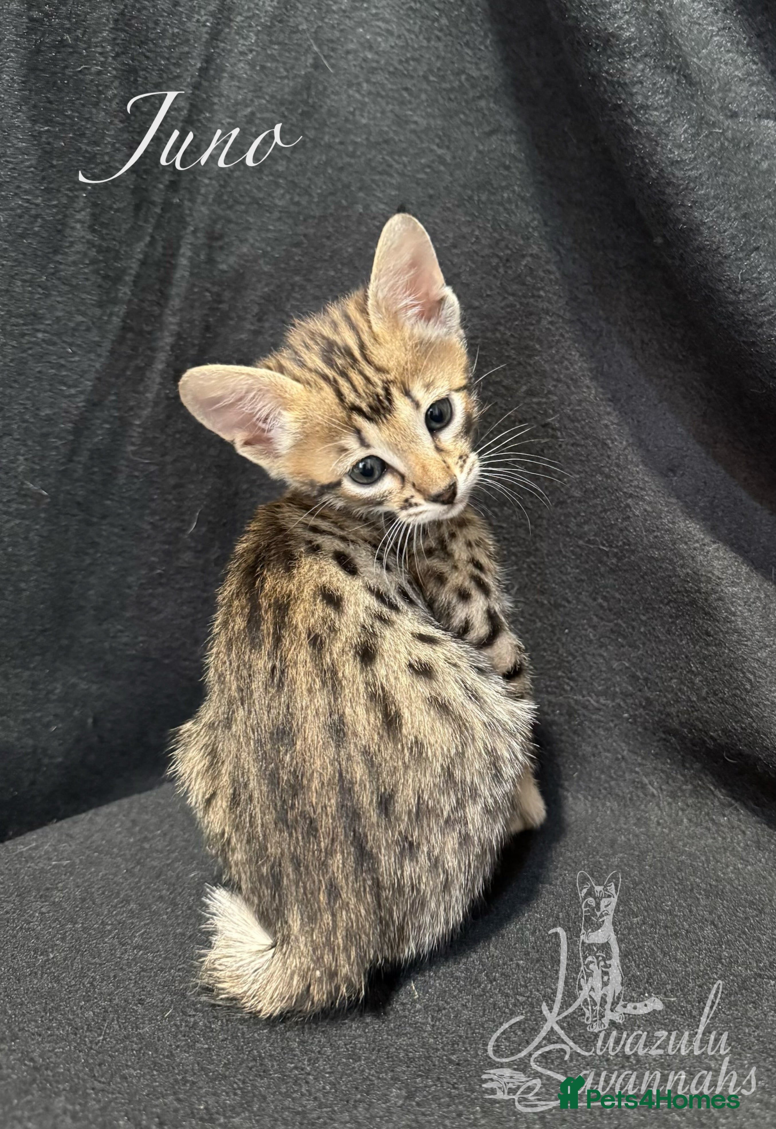 Savannah cats Excellent Quality Tica Registered Purebred kittens - Advert 3