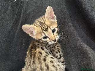 Savannah cats Excellent Quality Tica Registered Purebred kittens - Advert 3