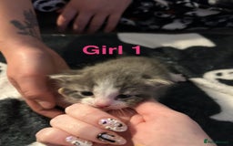 Mixed Breed cats for sale: 5 gorgeous kittens - Image 8