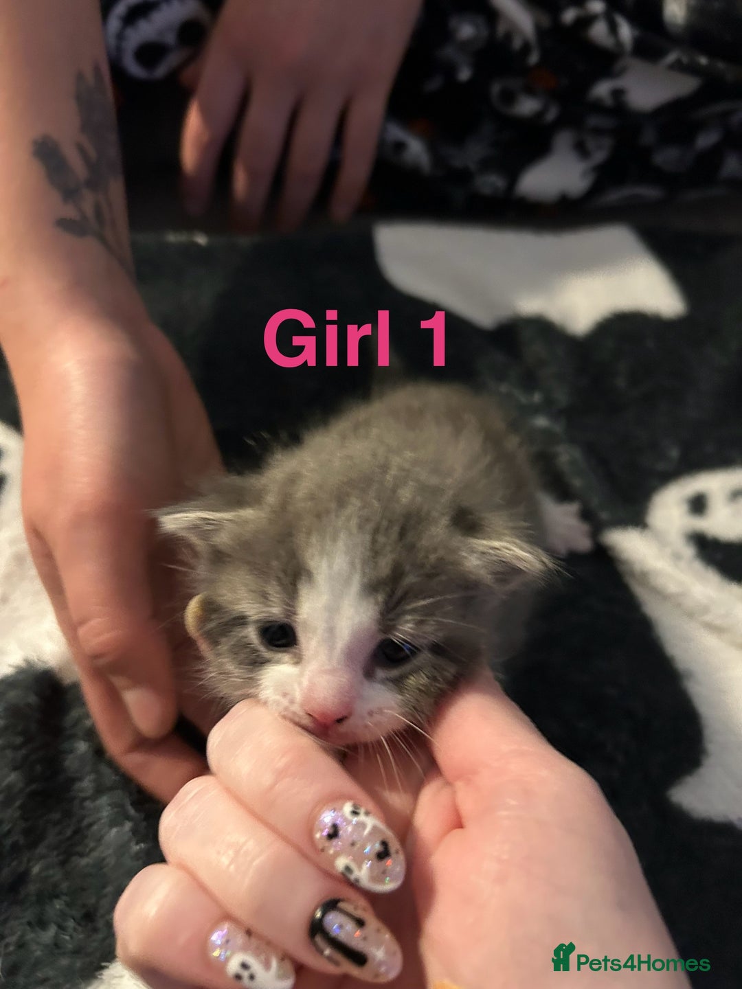 Mixed Breed cats for sale: 5 gorgeous kittens - Image 8