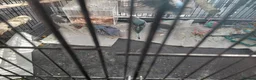 Budgerigars birds for sale: Baby budgies for sale - Advert 5