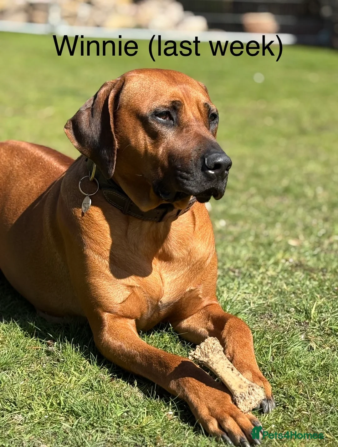 Rhodesian Ridgeback dogs for sale: Due 5th May/ Family home/ Waiting list now open in Sheffield - Advert 1