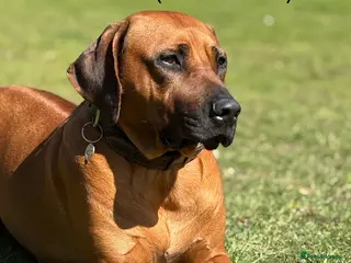 Rhodesian Ridgeback dogs Due 5th May/ Family home/ Waiting list now open - Advert 1