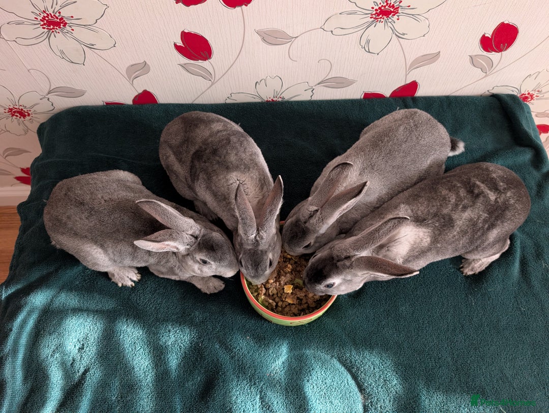 Rex rabbits for sale: Standard Rex Bucks - Advert 2