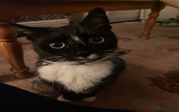 British Shorthair cats for sale: Darcie the tuxedo cat.  - Image 13