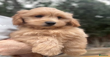 Shihpoo dogs - Advert 14