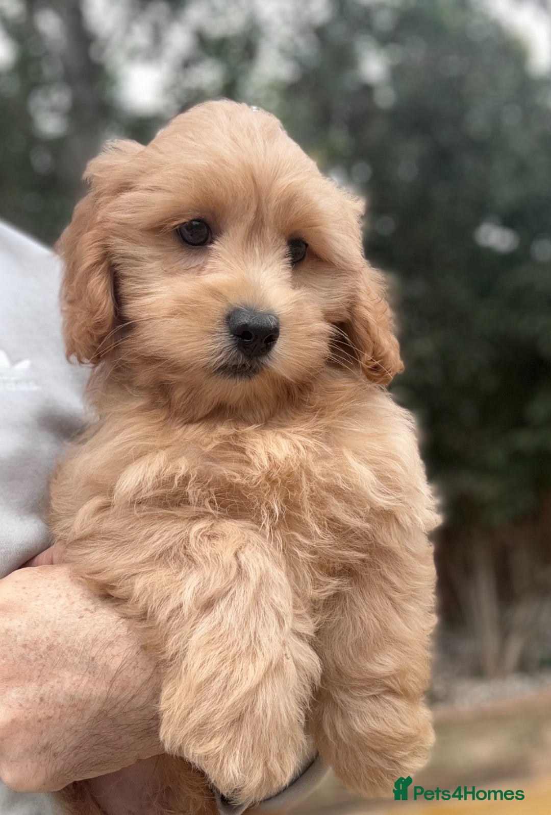 Shihpoo dogs for sale: 🩷 Gorgeous F1 Shih Poo Puppies 💙 - Image 3