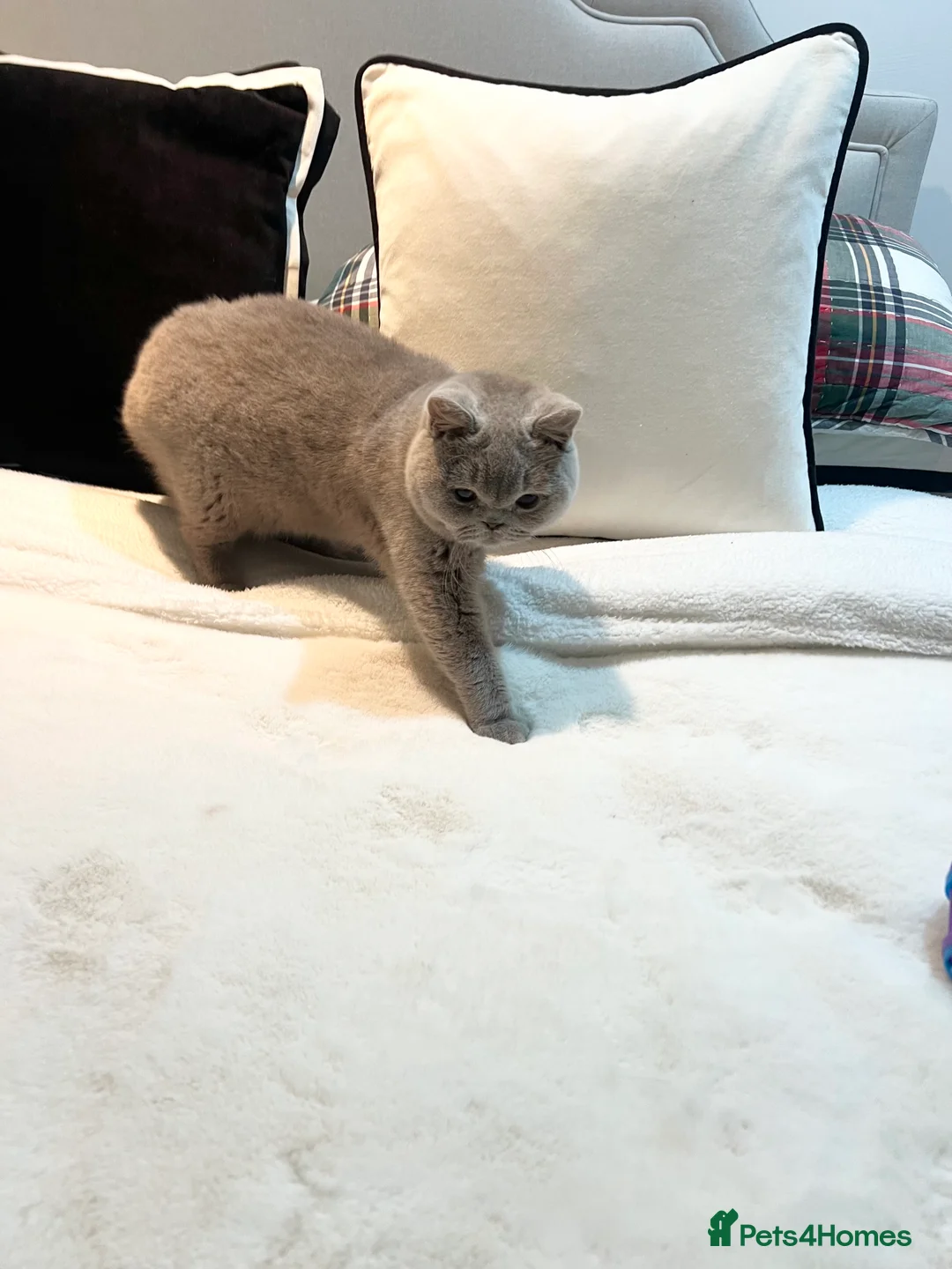 British Shorthair cats for sale: Pure Pedigree Lilac British Shorthair Boy - Advert 3